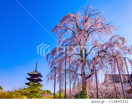 東寺の不二桜と五重塔 113645331