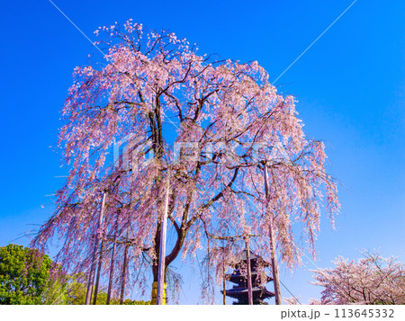 東寺の不二桜と五重塔 東寺の不二桜と五重塔 113645332