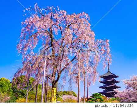 東寺の不二桜と五重塔 113645334