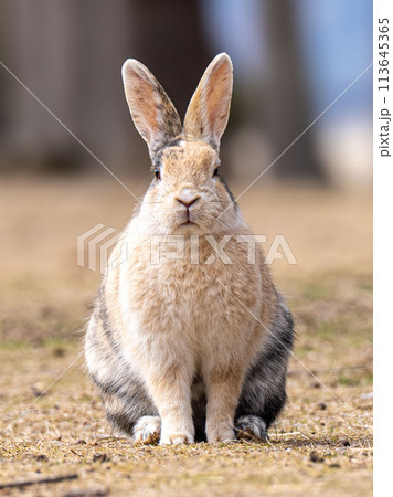 広島　大久野島　うさぎ　動物　野生　 113645365