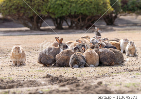 広島 大久野島 うさぎ 動物 野生 広島 大久野島 うさぎ 動物 野生 113645373