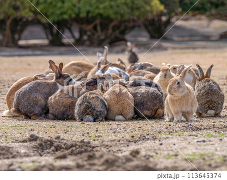 広島　大久野島　うさぎ　動物　野生　 113645374
