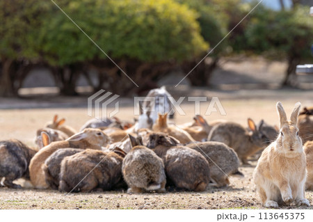 広島 大久野島 うさぎ 動物 野生 広島 大久野島 うさぎ 動物 野生 113645375