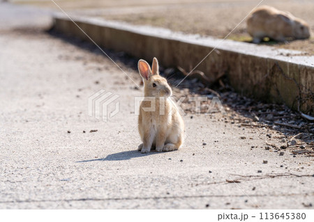 広島　大久野島　うさぎ　動物　野生　 113645380