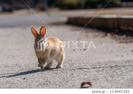 広島　大久野島　うさぎ　動物　野生　 113645382