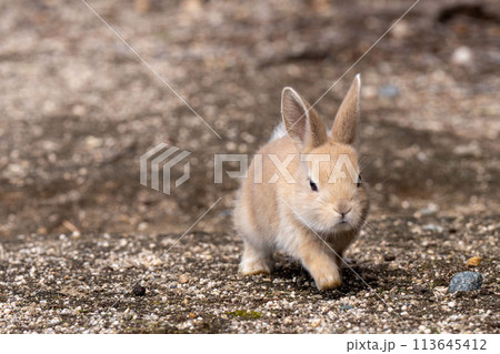 広島　大久野島　うさぎ　動物　野生　 113645412