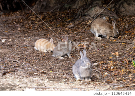 広島　大久野島　うさぎ　動物　野生　 113645414