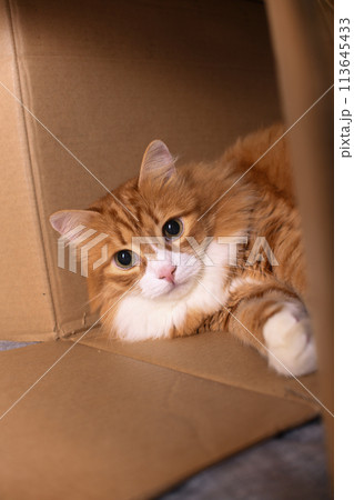 Red cat lies in a cardboard box 113645433