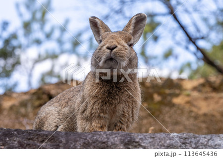 広島　大久野島　うさぎ　動物　野生　 113645436