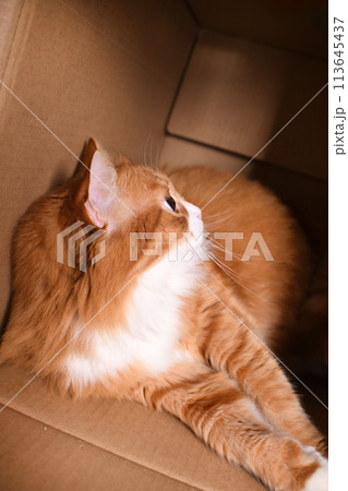 Red cat lies in a cardboard box 113645437