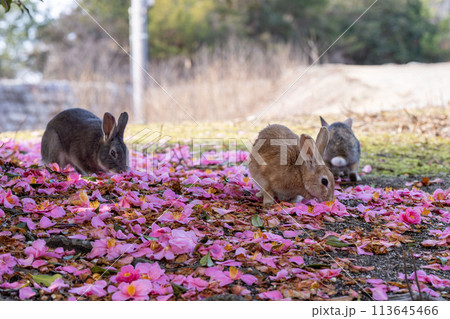 広島　大久野島　うさぎ　動物　野生 113645466