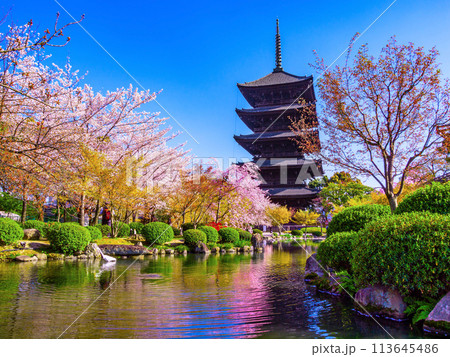 東寺の五重塔と桜 113645486