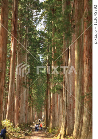 列をなす参道の大杉 113645592