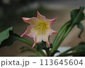 レイウシア　トウィディ 113645604