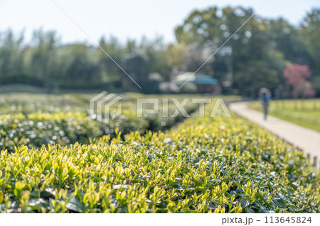 岡山県　春の岡山後楽園の茶葉が美しく芽吹いた茶畑 113645824