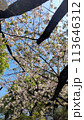 桜の木を下から見上げる 113646312