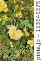 黄色いモッコウバラ 113646375