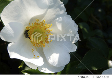 春4月に咲いたナニワイバラの白い木花 113646486