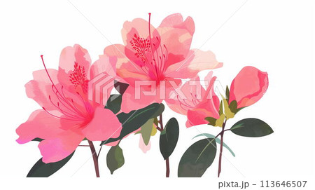 ピンクのアザレアパターン ピンクのアザレアパターン 113646507