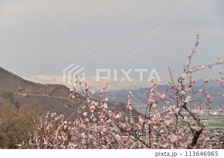 あんずの花と残雪の北アルプス 113646965