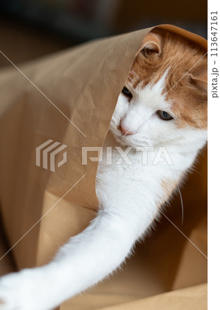 紙袋に入った猫　茶トラ白 113647161
