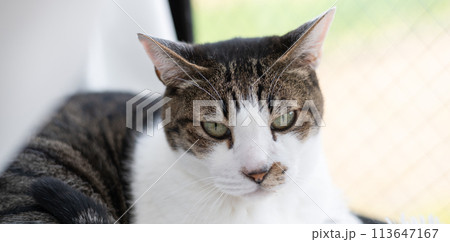 窓辺でくつろぐ猫　キジトラ白 113647167