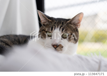 窓辺でくつろぐ猫 キジトラ白 窓辺でくつろぐ猫 キジトラ白 113647171