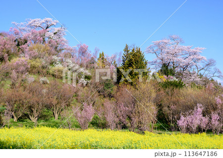 菜の花畑と色とりどりの花咲く花木畑　花見山の朝　福島県 113647186