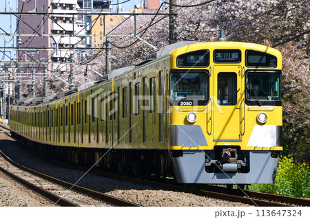 咲いた桜を背景に走る西武新2000系2079F 西武新宿線 咲いた桜を背景に走る西武新2000系2079F 西武新宿線 113647324