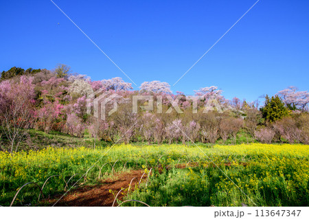菜の花畑と色とりどりの花咲く花木畑 花見山の朝 福島県 菜の花畑と色とりどりの花咲く花木畑 花見山の朝 福島県 113647347