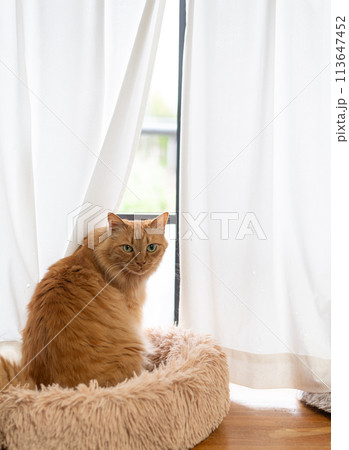 窓辺の猫 茶トラ猫 窓辺の猫 茶トラ猫 113647452