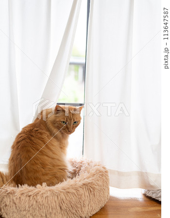 窓辺の猫　茶トラ猫 113647587