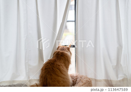 窓辺の猫 茶トラ猫 窓辺の猫 茶トラ猫 113647589