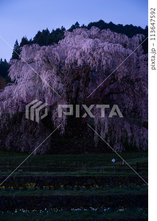 夜明けを待つ美しい桜 又兵衛桜 夜明けを待つ美しい桜 又兵衛桜 113647592