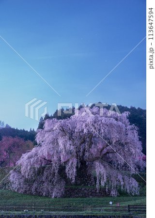 夜明けを待つ美しい桜 又兵衛桜 夜明けを待つ美しい桜 又兵衛桜 113647594