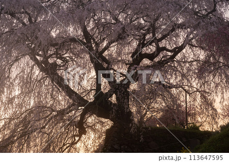 朝陽に照らされた美しい桜　又兵衛桜 113647595