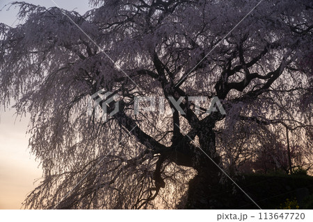 朝陽に照らされた美しい桜 又兵衛桜 朝陽に照らされた美しい桜 又兵衛桜 113647720