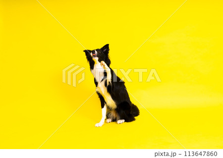 Close-up of Border Collie, 1.5 years old, looking at camera against red and yellow background 113647860