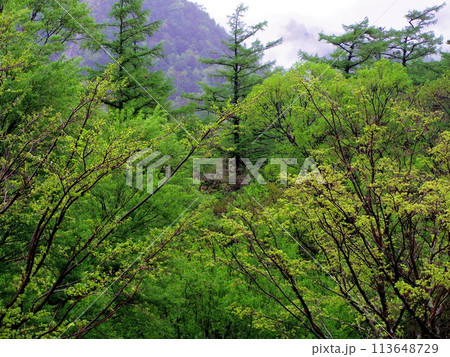 新緑の山肌に立つダケカンバ 上高地 新緑の山肌に立つダケカンバ 上高地 113648729
