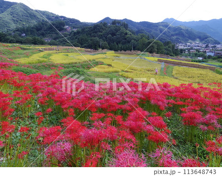埼玉県横瀬町 棚田と彼岸花 埼玉県横瀬町 棚田と彼岸花 113648743