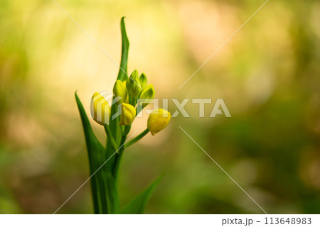 咲く間近のキンランの芽 咲く間近のキンランの芽 113648983