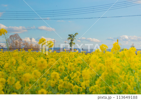 菜の花畑のある風景 113649188