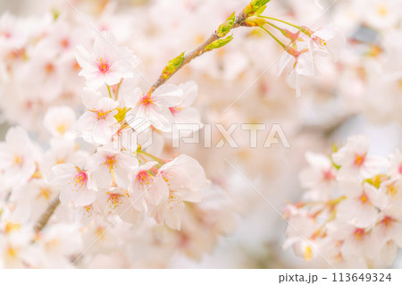 【神奈川県】満開の桜の花のクローズアップ 113649324