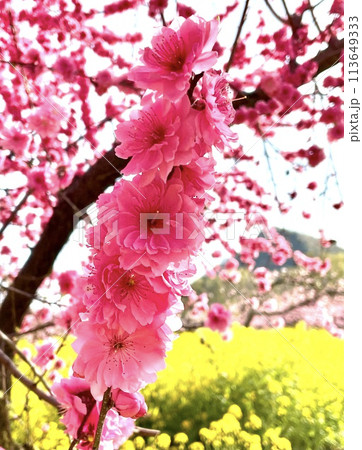 桃の花と菜花畑 113649333