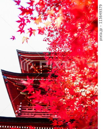 東寺の五重塔と紅葉 113649379