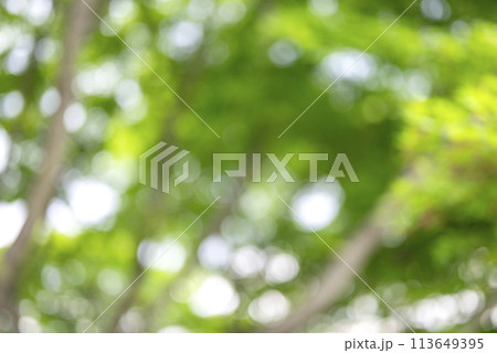 玉ボケ グリーン系 背景素材 春素材 113649395