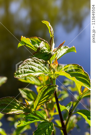 Dogwood Cornus sanguinea , leaf background, selective focus Dogwood Cornus sanguinea , leaf background, selective focus 113649504
