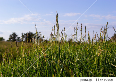 Meadow grass meadow with the tops of stele panicles. Poa pratensis green meadow european grass 113649506