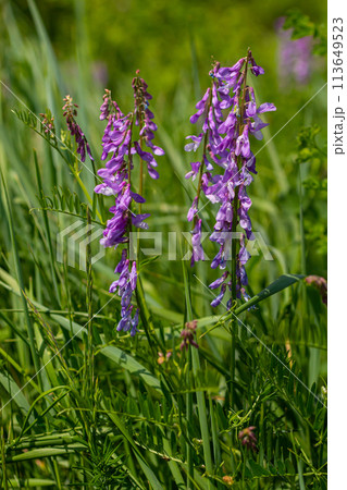 Vetch, vicia cracca valuable honey plant, fodder, and medicinal plant. Fragile purple flowers background. Woolly or Fodder Vetch blossom in spring garden Vetch, vicia cracca valuable honey plant, fodder, and medicinal plant. Fragile purple flowers background. Woolly or Fodder Vetch blossom in spring garden 113649523