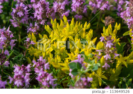 Sedum acre, Sedum album is the perennial herbaceous succulent plant with numerous rising stems covered with small thick leaves 113649526